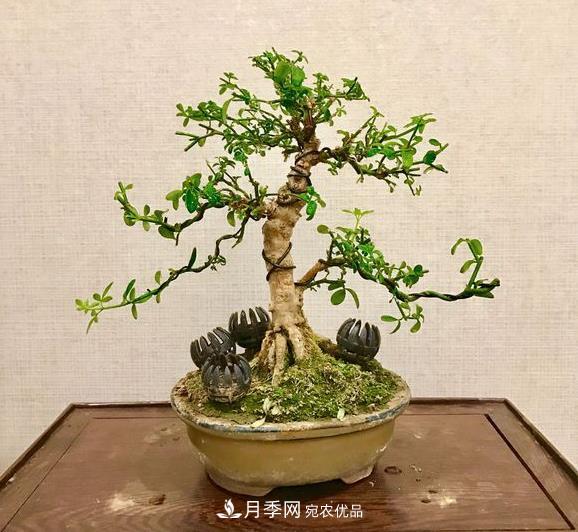 花中四友——迎春花，蒼古成趣的迎春花盆景育樁技巧(圖1)