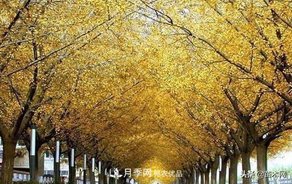 秋季苗木看這幾種綠化樹，越看越美(圖1)