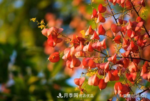 秋季苗木看這幾種綠化樹，越看越美(圖4)