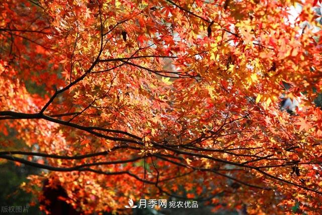 秋葉如花，觀賞紅葉的苗木，除了紅楓，你認識哪幾種？(圖1)