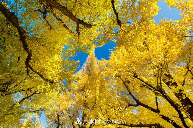 秋葉如花，觀賞紅葉的苗木，除了紅楓，你認識哪幾種？(圖3)