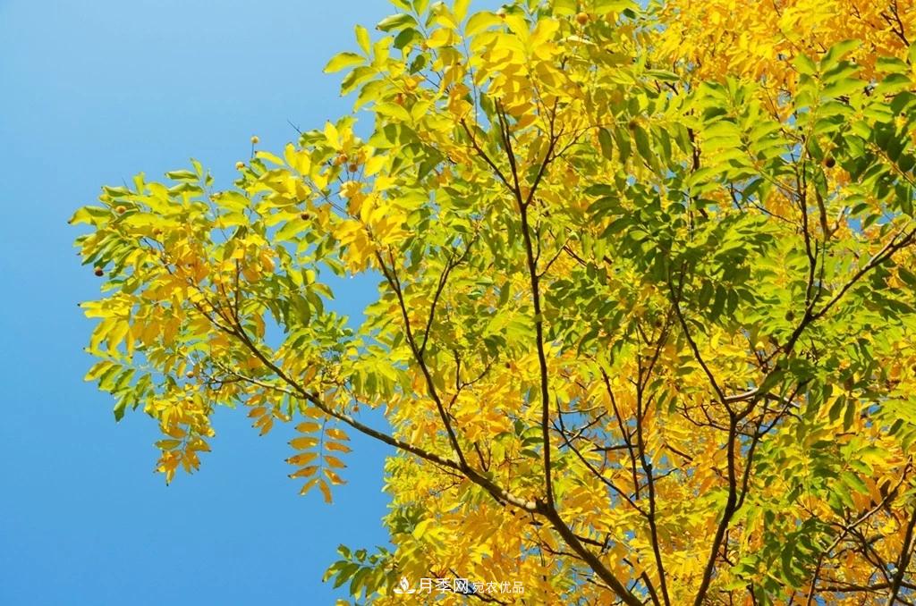 秋葉如花，觀賞紅葉的苗木，除了紅楓，你認識哪幾種？(圖4)