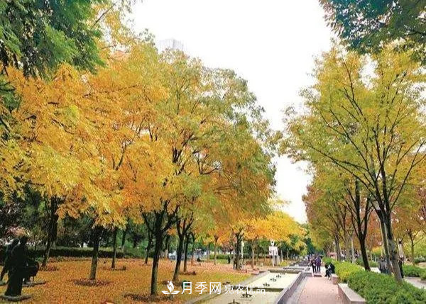 秋葉如花，觀賞紅葉的苗木，除了紅楓，你認識哪幾種？(圖6)