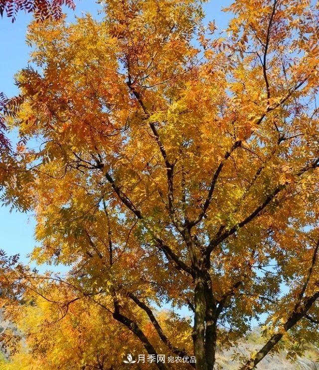 秋葉如花，觀賞紅葉的苗木，除了紅楓，你認識哪幾種？(圖2)
