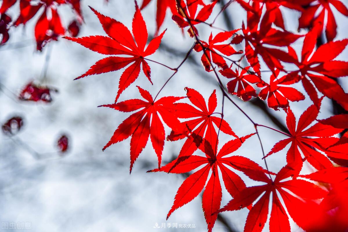 秋葉如花，觀賞紅葉的苗木，除了紅楓，你認識哪幾種？(圖8)