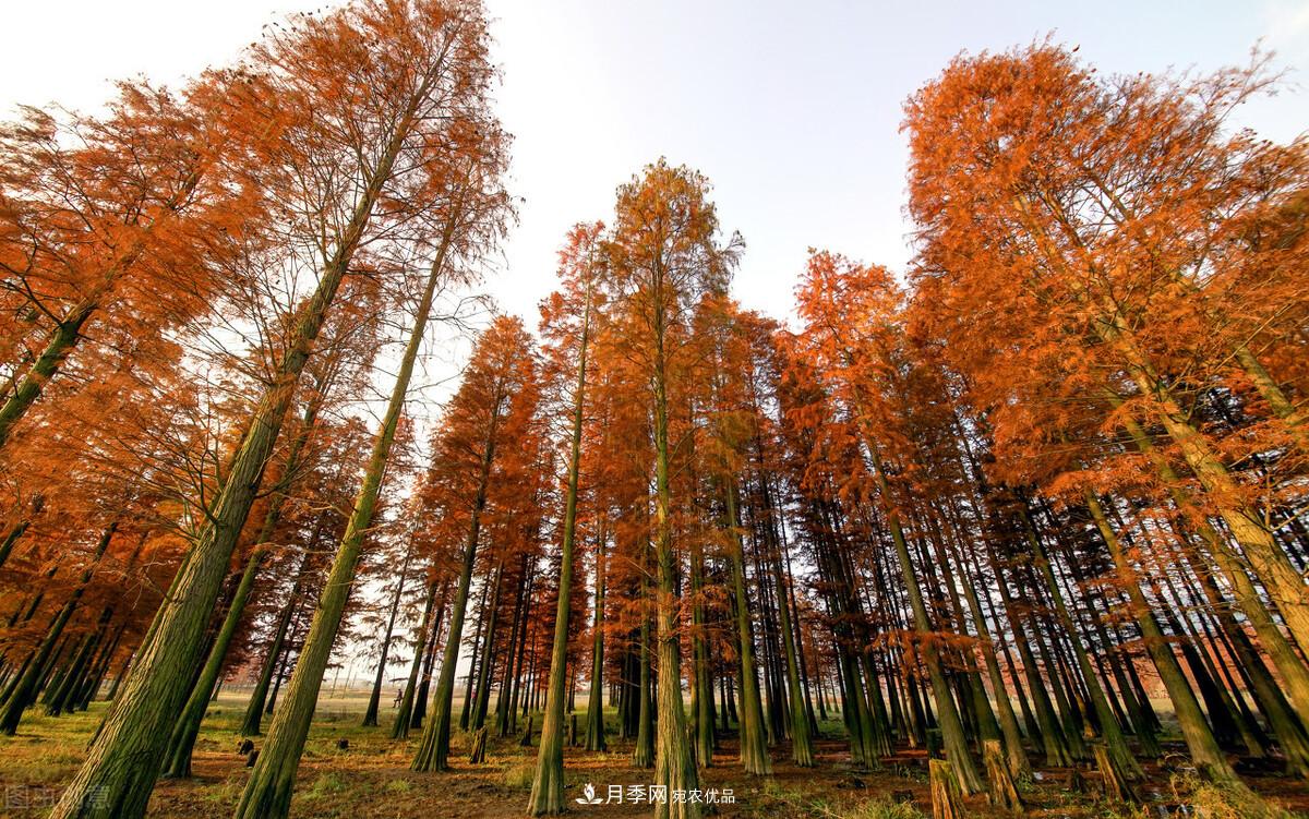 秋葉如花，觀賞紅葉的苗木，除了紅楓，你認識哪幾種？(圖9)