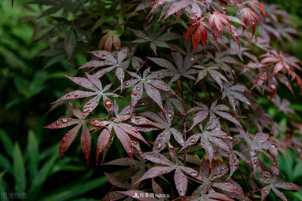 秋葉如花，觀賞紅葉的苗木，除了紅楓，你認識哪幾種？(圖7)
