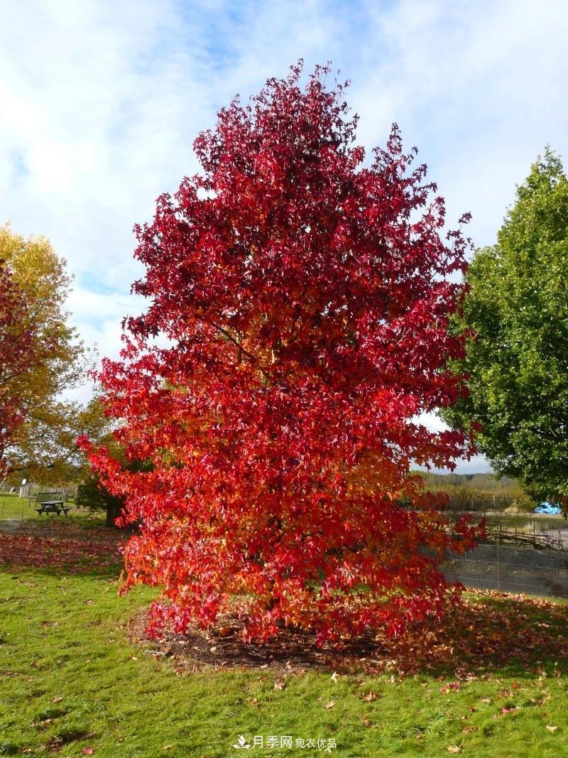 秋葉如花，觀賞紅葉的苗木，除了紅楓，你認識哪幾種？(圖10)