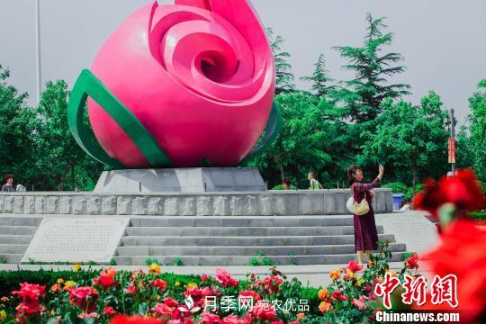 中國月季之都 山東萊州月季花海吸睛(圖2)