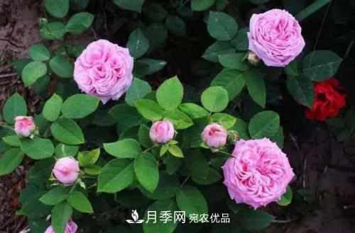 月季開花越來越少？教你一招，分枝多，花量翻倍，新手也會養(yǎng)(圖1)