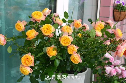 月季開花越來越少？教你一招，分枝多，花量翻倍，新手也會養(yǎng)(圖2)