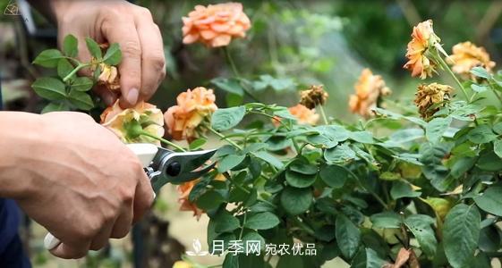 月季開花越來越少？教你一招，分枝多，花量翻倍，新手也會養(yǎng)(圖3)