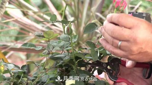 月季開花越來越少？教你一招，分枝多，花量翻倍，新手也會養(yǎng)(圖4)