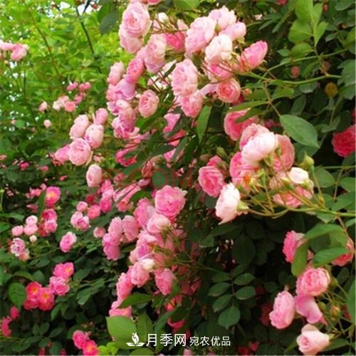 月季開花越來越少？教你一招，分枝多，花量翻倍，新手也會養(yǎng)(圖5)