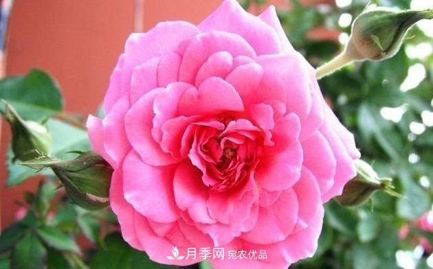 月季、薔薇、玫瑰有區(qū)別，懂得1點，全都能養(yǎng)好，開花一茬茬(圖1)