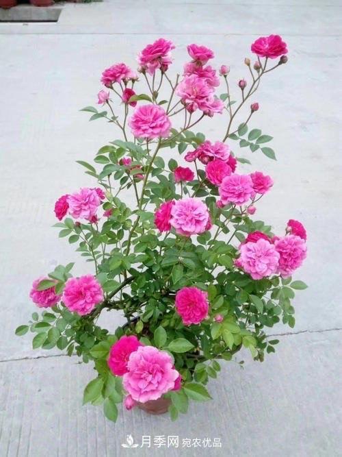 月季、薔薇、玫瑰有區(qū)別，懂得1點，全都能養(yǎng)好，開花一茬茬(圖3)