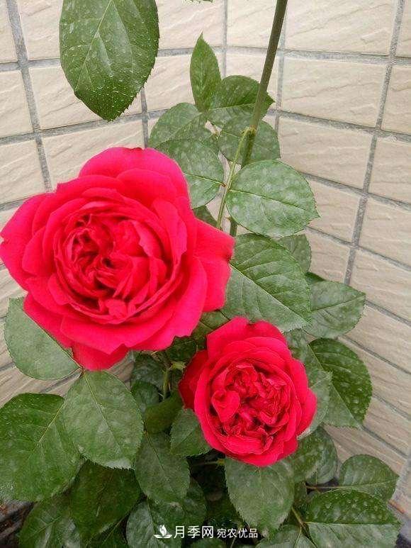 月季、薔薇、玫瑰有區(qū)別，懂得1點，全都能養(yǎng)好，開花一茬茬(圖4)