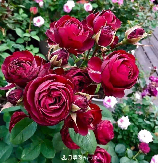 月季、薔薇、玫瑰有區(qū)別，懂得1點，全都能養(yǎng)好，開花一茬茬(圖6)