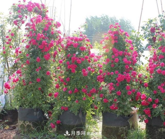 月季、薔薇、玫瑰有區(qū)別，懂得1點，全都能養(yǎng)好，開花一茬茬(圖7)