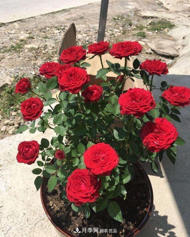 月季、薔薇、玫瑰有區(qū)別，懂得1點，全都能養(yǎng)好，開花一茬茬(圖8)