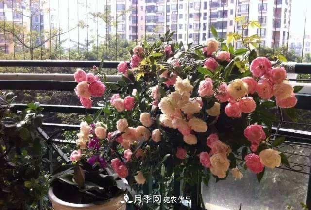 月季、薔薇、玫瑰有區(qū)別，懂得1點，全都能養(yǎng)好，開花一茬茬(圖10)