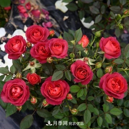 月季、薔薇、玫瑰有區(qū)別，懂得1點，全都能養(yǎng)好，開花一茬茬(圖9)