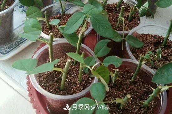月季枝扦插如何快速生根，幾個(gè)小妙招試試(圖1)