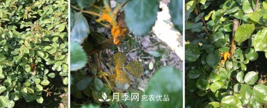 月季病害及雜草如何防除？(圖2)