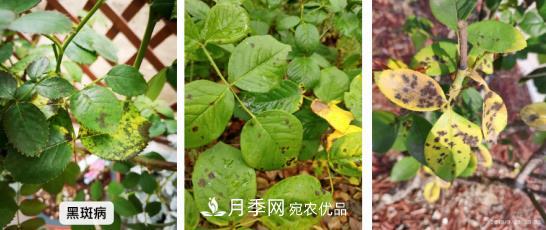 月季病害及雜草如何防除？(圖1)