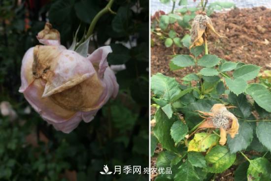 月季病害及雜草如何防除？(圖4)