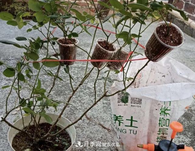 高壓月季出現(xiàn)黑桿？你可能“踩了”2個(gè)坑，其實(shí)高壓有方法(圖2)