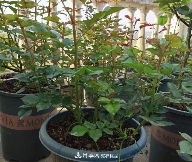 高壓月季出現(xiàn)黑桿？你可能“踩了”2個(gè)坑，其實(shí)高壓有方法(圖3)