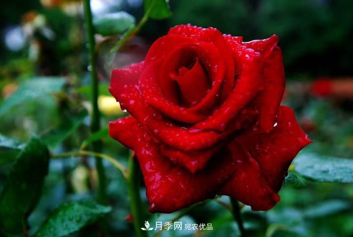一年開兩次花，月季花需要這樣養(yǎng)護(hù)管理(圖1)