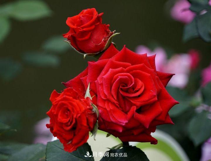 一年開兩次花，月季花需要這樣養(yǎng)護(hù)管理(圖3)