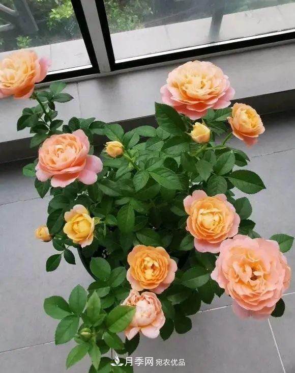 月季花中的“王者”，花友都喜歡養(yǎng)，如今沒落了，顏值依舊很高(圖1)
