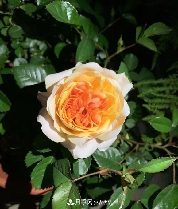 月季花中的“王者”，花友都喜歡養(yǎng)，如今沒落了，顏值依舊很高(圖2)