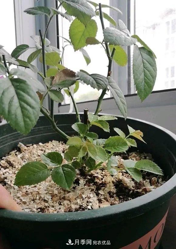 月季花中的“王者”，花友都喜歡養(yǎng)，如今沒落了，顏值依舊很高(圖3)