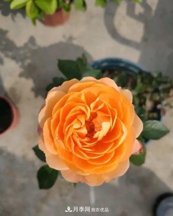 月季花中的“王者”，花友都喜歡養(yǎng)，如今沒落了，顏值依舊很高(圖4)