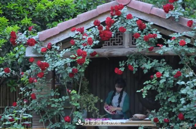李子柒的紅色月季花墻，這個(gè)品種，好養(yǎng)易打理(圖1)
