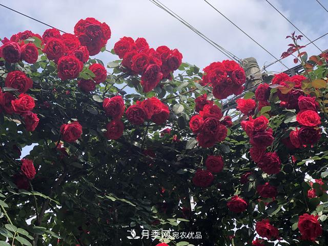 李子柒的紅色月季花墻，這個(gè)品種，好養(yǎng)易打理(圖3)