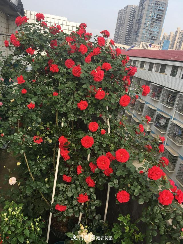 李子柒的紅色月季花墻，這個(gè)品種，好養(yǎng)易打理(圖6)