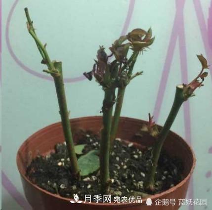 月季冬剪別著急，剪早了比不剪還要糟糕！(圖4)