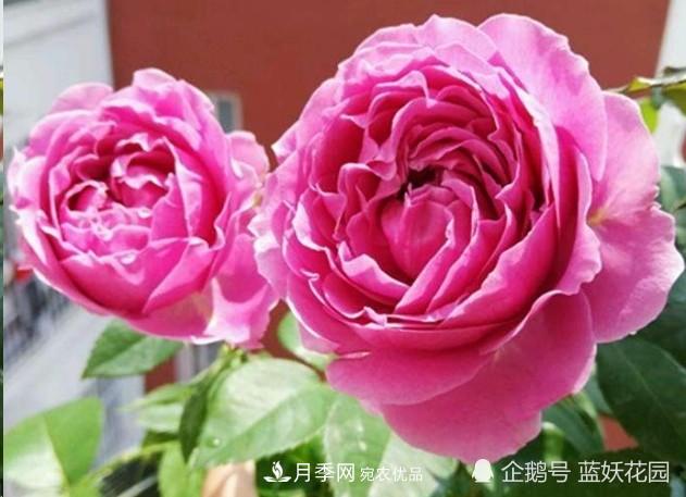 月季冬剪別著急，剪早了比不剪還要糟糕！(圖2)