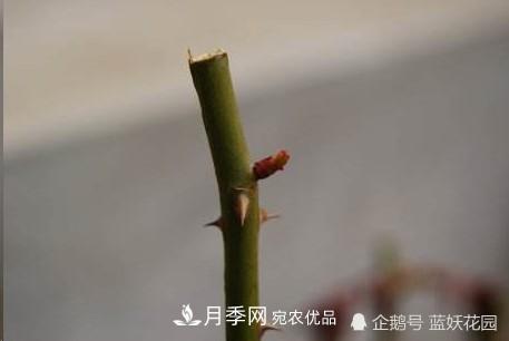 月季冬剪別著急，剪早了比不剪還要糟糕！(圖3)