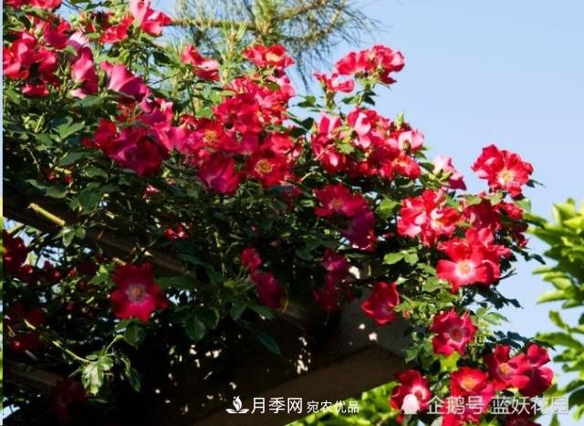 月季冬剪別著急，剪早了比不剪還要糟糕！(圖6)
