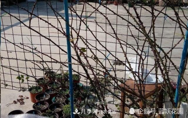 月季冬剪別著急，剪早了比不剪還要糟糕！(圖7)