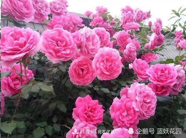 月季冬剪別著急，剪早了比不剪還要糟糕！(圖8)