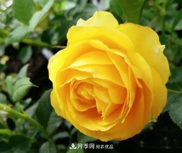 推薦8種月季美艷動(dòng)人，色澤能比玫瑰(圖4)