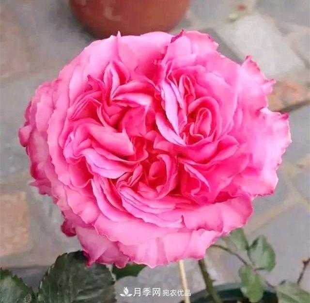 推薦8種月季美艷動(dòng)人，色澤能比玫瑰(圖3)