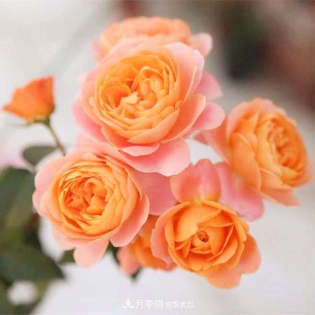 推薦8種月季美艷動(dòng)人，色澤能比玫瑰(圖2)